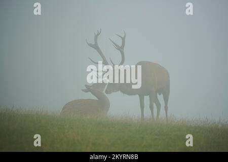 Rothirsch (Cervus elaphus) Männchen in der Brunft, bei Nebel in den Alpen, Herbst, Wildpark Aurach, Kitzbühel, Österreich, Europa Stockfoto