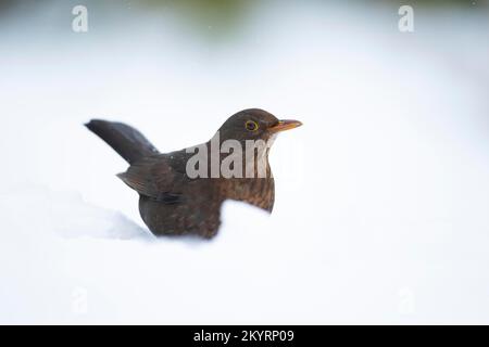 Ausgewachsener weiblicher Rotwild (Turdus merula) in einem schneebedeckten Garten, Suffolk, England, Vereinigtes Königreich, Europa Stockfoto