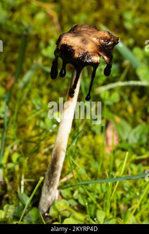 Gebürsteter, fruchtiger Körper weißlicher Stiel und braune Kappe mit schwarzen, tintenähnlichen Tropfen Stockfoto
