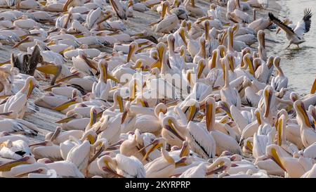 Viele Pelikane ruhen am Ufer. Stockfoto