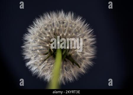 Weiße Löwenzahn Blume auf schwarzem Hintergrund Stockfoto