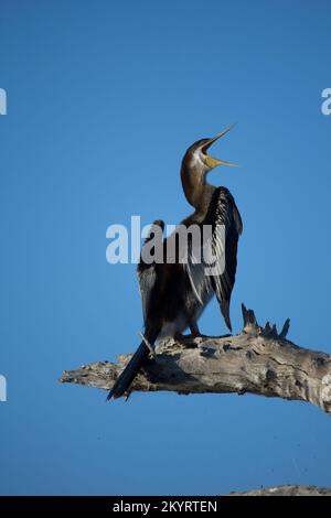 Ein Darter ruft, während er trocknet, es ist Flügel.Anhinga melanogaste männlich Bundaberg Australien Stockfoto