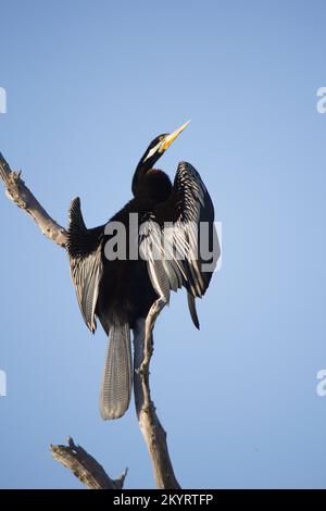 A Darter Drying IT's Wings.Anhinga melanogaste Male Bundaberg Australia Stockfoto