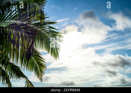 Grünen Kokosnuss Palmen Blätter gegen Sky Stockfoto