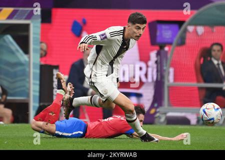 Al Khor, Katar. 01.. Dezember 2022. Kai HAVERTZ (GER) auf dem Ball, Action, Duelle. Costa Rica (CRC) - Deutschland (GER) 2-4 Gruppenstufe Gruppe E, Spiel 44 am 12./01. Mai 2022, Al Bayt Stadium. Fußball-Weltmeisterschaft 2022 in Katar ab 20,11. - 18.12.2022? Kredit: dpa/Alamy Live News Stockfoto