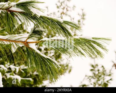 Schneebedeckter grüner Pinienzweig mit langen Nadeln vor dem Hintergrund des Himmels Stockfoto