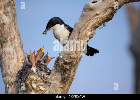 Ein Restless Flycatcher bringt eine Spinne mit anspruchsvollen Küken. Myiagra inquieta Bundaberg Australien Stockfoto