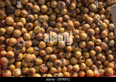 Frisch gepflückte reife Mispel (mespilus germanica)-Fruchtarten Stockfoto