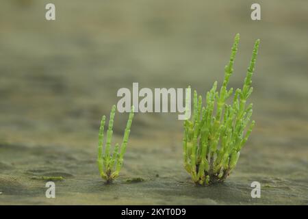 Zwei gemeine Catchfly, Wadden Sea, Mudflat, Short-Legged Catchfly (Salicornia europaea), Catchfly, Goosefoot family, Chenopodiaceae, Clove family, Cary Stockfoto