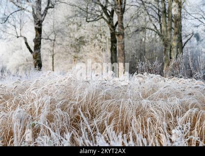 Wunderschöne Landschaft mit trockenem Gras im Winterwald bedeckt mit Heiserfrost. Konzentrieren Sie sich auf Schilf im Vordergrund. Stockfoto