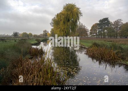 Kalter Dezembermorgen im Bushy Park in Surrey, England Stockfoto