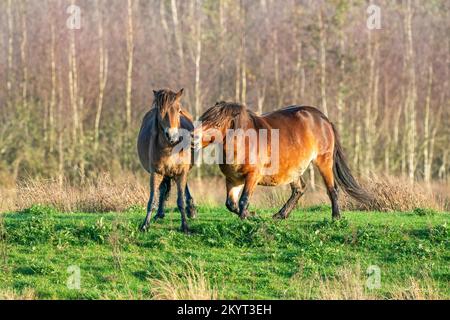 Zwei kämpfende braune Exmoor Ponys, vor einem Wald- und Schilfhintergrund. Beißen, Aufziehen und Schlagen. Herbstfarben im Winter. Niederlande Stockfoto