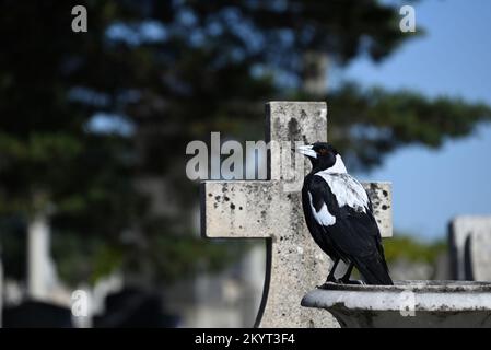 Australische Elster, hoch oben auf einer Steinurne auf einem Friedhof, mit einem christlichen Kreuz, oder Kruzifix, direkt dahinter Stockfoto