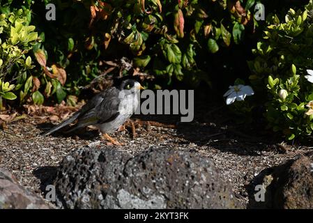 Seitenansicht eines lauten Bergarbeiters, Manorina melanocephala, steht in einem Gartenbett, mit großen Steinen im Vordergrund und Pflanzen im Hintergrund Stockfoto