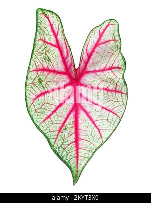Caladium bicolor Weiße Königin Grün violettes Blatt weißer Hintergrund isolierte Nahtstelle, farbenfrohe rosa rote Blätter, exotische tropische Pflanze, araceae-Hauspflanze Stockfoto
