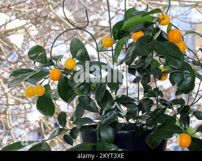 Reife Orangenfrucht auf einem Calomandin-Baum im Winter vor dem Hintergrund von Schnee vor dem Fenster. Die Pflanze wächst innen auf einer Fensterbank. Calamansi ist es Stockfoto
