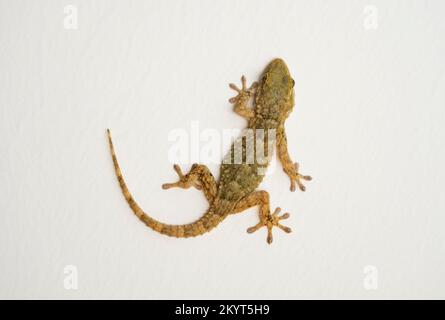 Gecko, europa, maurischer Mauergecko, an einer weißen Wand. Andalusien, Spanien Stockfoto