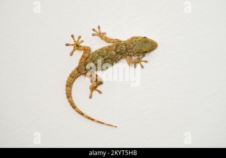 Gecko, europa, maurischer Mauergecko, an einer weißen Wand. Andalusien, Spanien Stockfoto