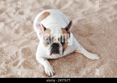 Die französische Bulldogge wartet und bettelt, mit dem Besitzer spazieren zu gehen, sitzt oder liegt auf der Matte. Hündchen mit französischer Bulldogge, posiert vor der Kamera und schaut. Hochwertiges Foto. Stockfoto