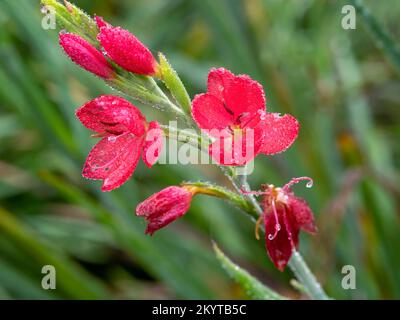 Hesperantha Coccinea Blüten an einem frostigen Morgen Stockfoto
