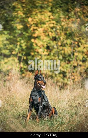 Wunderschöner Dobermann Hund lustig draußen im trockenen Gras im Herbst zu sitzen. Die lustige Doberman Pinscher-Hundezucht sitzt draußen im Gras im Wald Stockfoto