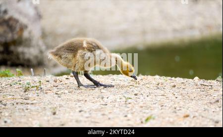 Junge Kanadier-Gänse-Küken ernähren sich am Ufer eines Sees. Branta canadensis. Stockfoto