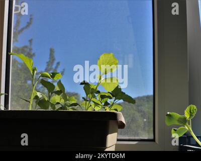 Junge Setzlinge von Zucchini und Auberginen in Kunststoffbehältern auf einer sonnigen Fensterbank, die Gemüse für die Gartensaison zubereiten Stockfoto