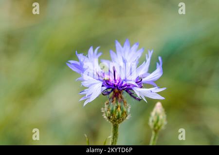 Maisblume vor grünem Hintergrund. Die blaue Blume der Pflanze aus der Nähe. Centaurea cyanus. Stockfoto