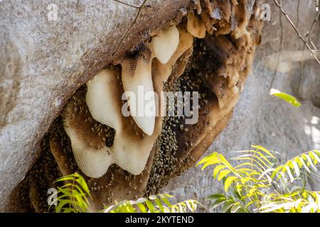 Riesenbienen nisten auf einem gefallenen afrikanischen Baobab-Baum (Adansonia digitata) Stockfoto