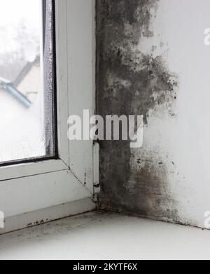 Pilze an Fenster und Wänden durch übermäßige Feuchtigkeit im Winter Stockfoto