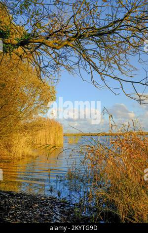 Goldenes Schilf und Gräser am Rand des Slapton Ley Nature Reserve an einem sonnigen Winternachmittag in Start Bay, South Devon, Großbritannien Stockfoto