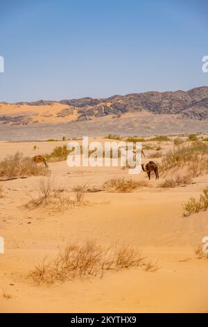 Kamele in den Sanddünen in Jordanien in der Nähe des Toten Meeres vom Jordan Valley Highway Stockfoto