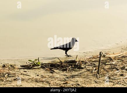 Aaskrähe, Corvus Corone, isoliert auf weiß Stockfoto