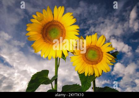 Paar goldene Sonnenblumen. Blühende Sonnenblumen vor dem tiefblauen Himmel Stockfoto