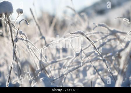 Schneefall. Schneebedeckte Büsche aus der Nähe. Blick auf die ländliche Landschaft. Ein starker Schneesturm, nichts ist durch den weißen Schleier und fo zu sehen Stockfoto