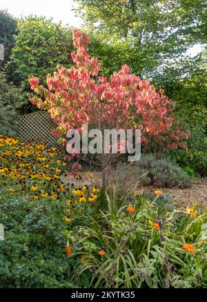 Cornus florida Regenbogen mit Rudbeckia Goldsturm in einem Devon Garten, England Großbritannien Stockfoto