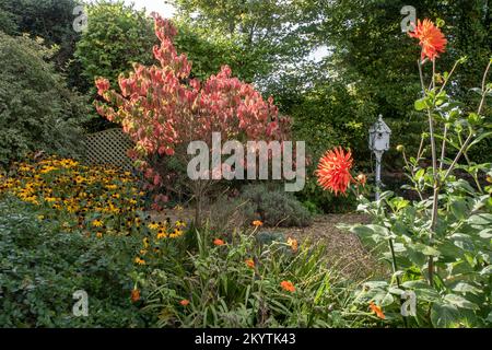 Eine herbstliche Gartenszene, der Cornus florida Regenbogen mit Rudbeckia goldsturm und Dahlien im Oktober in einem Devon-Garten, England Stockfoto