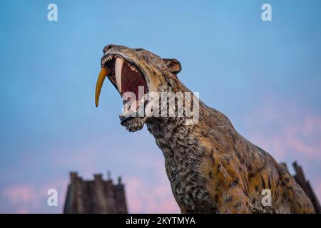 Land der lebenden Dinosaurier im West Midlands Safari Park: Seitenansicht der wilden Säbelzahnkatze/-Tiger (smilodon), weit geöffnet. Stockfoto