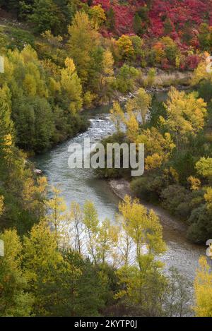 Herbstfarben an einer Biegung des Flusses Verdon südlich der Castellane-Verdon-Schlucht Alpes-de-Haute-Provence Frankreich Stockfoto