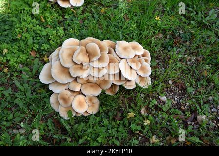 Masse der Poplar-Pilze Cyclocybe aegerita alias Agrocybe cylindracea, Agrocybe aegerita oder Philiota aegerita Stockfoto