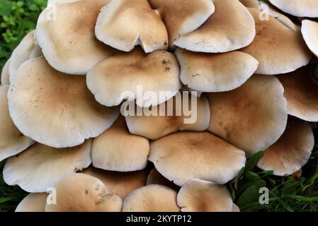 Masse der Poplar-Pilze Cyclocybe aegerita alias Agrocybe cylindracea, Agrocybe aegerita oder Philiota aegerita Stockfoto