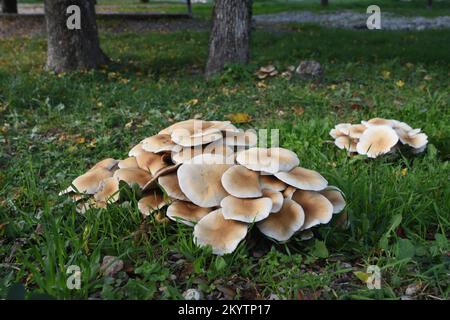 Masse der Poplar-Pilze Cyclocybe aegerita alias Agrocybe cylindracea, Agrocybe aegerita oder Philiota aegerita, die am Fuß der Poplar-Bäume im Park wachsen Stockfoto