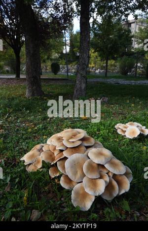 Masse der Poplar-Pilze Cyclocybe aegerita alias Agrocybe cylindracea, Agrocybe aegerita oder Philiota aegerita, die am Fuß der Poplar-Bäume im Park wachsen Stockfoto