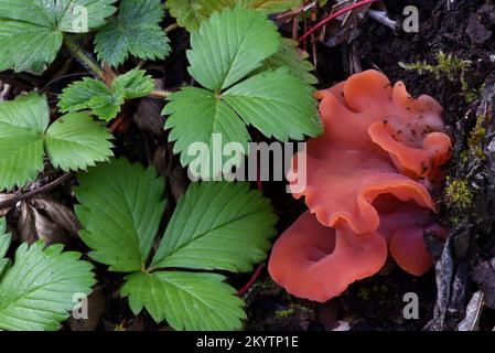 Orangenschalen-Pilz Aleuria aurantia und Blätter von Wild Strawberry Fragaria vesca Stockfoto