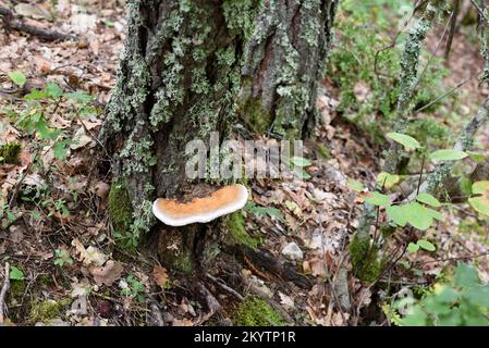 Junger Rotgürtelschwanz oder Stielpilz Fomitopsis pinicola Regalpilz oder Bracket-Pilz oder Pilz Stockfoto
