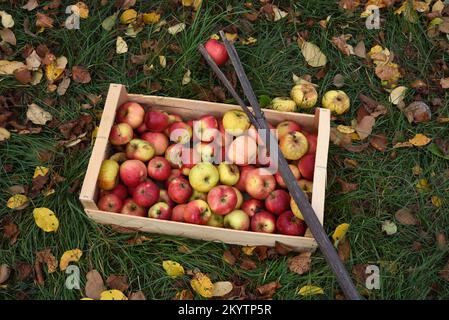 Geerntete Äpfel in hölzernen Obstkisten und traditioneller oder hausgemachter Apfelpflücker aus dem Zweig des Gemeinen Haselbaums, Corylus avellana Stockfoto