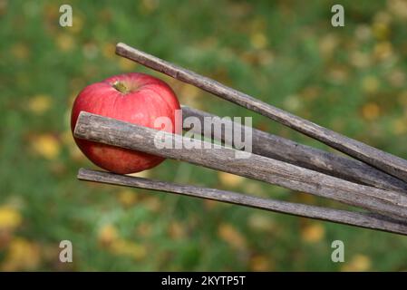 Traditioneller oder hausgemachter Apfelpflücker aus dem Zweig des Common Hazel Tree, Corylus avellana Stockfoto