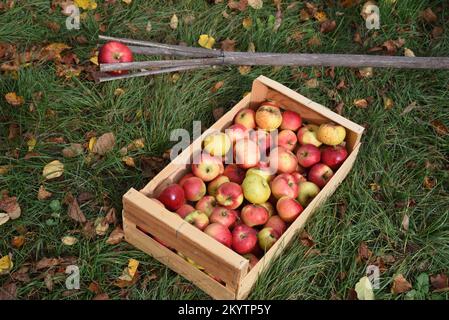 Geerntete Äpfel in hölzernen Obstkisten und traditioneller oder hausgemachter Apfelpflücker aus dem Zweig des Gemeinen Haselbaums, Corylus avellana Stockfoto