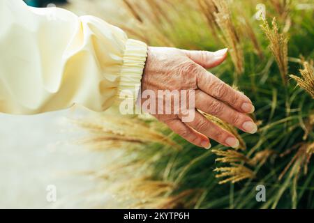 Nahaufnahme einer Frau, die in der Herbstsaison nach einem weichen goldenen Pampasgras greift Stockfoto