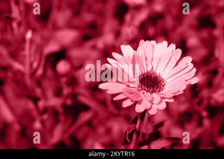 Nahaufnahme der Calendula-Blume, Farbe des Jahres 2023 Viva Magenta, ein Ort für Text Stockfoto